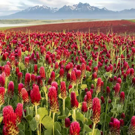 Luxus Pod Hradom Kežmarok